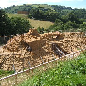 View of Hamadryas Baboon enclosure