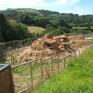 View of Hamadryas Baboon enclosure