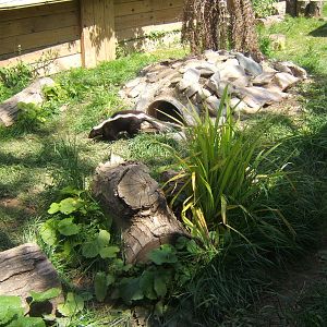Striped Skunk