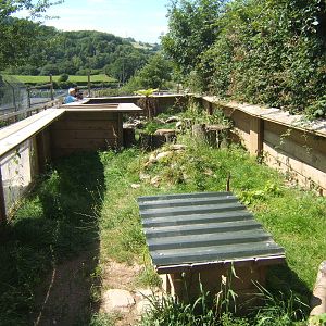 View of Striped Skunk enclosure