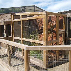 Egyptian Fruit Bat enclosure and house