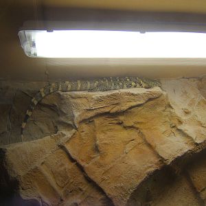 Nile Monitor