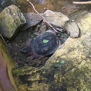 Common Snapping Turtle