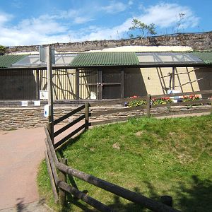 Meerkat and Harris Hawk enclosures