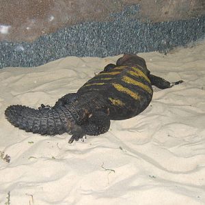 Lowland-banded Uromastyx (Uromastyx flavofasciata)