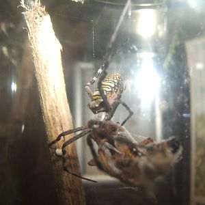 Wasp Spider