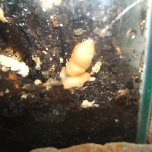 Great Red Slug (Arion rufus)