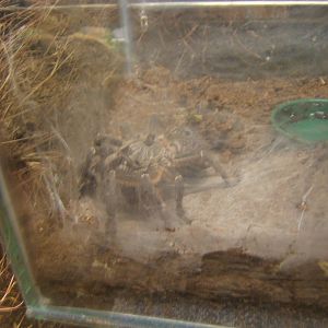 Baboon Spider (Ceratogyrus darlingi)