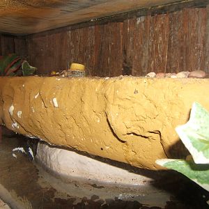 View of Black Garden Ant exhibit