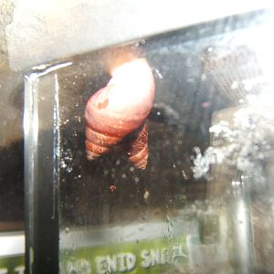 Fregate Island Enid Snail