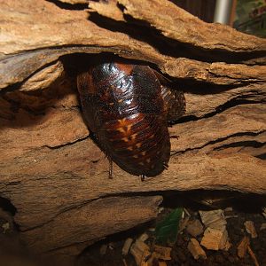 Giant Peppered Cockroach (Archimandrita tesselata)
