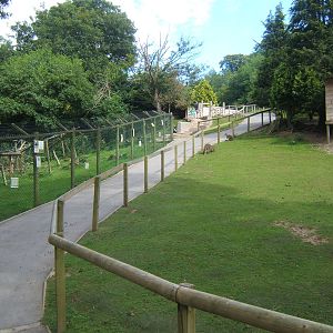 View of part of Wallaby walk through and the Black and White Ruffed lemur e