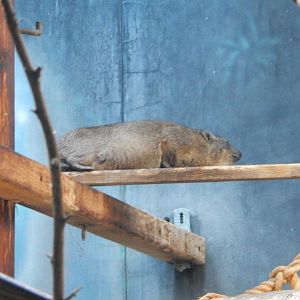 7/31/2015 - Rock Hyrax