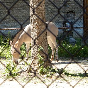 7/31/2015 - Somali Wild Ass