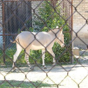 7/31/2015 - Somali Wild Ass