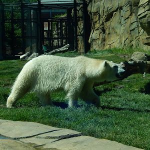 7/31/2015 - Polar Bear