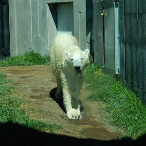 7/31/2015 - Polar Bear