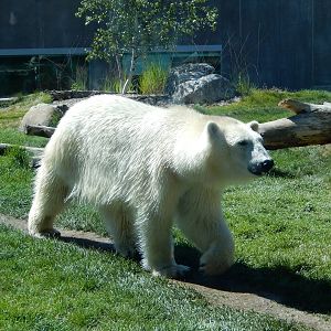 7/31/2015 - Polar Bear