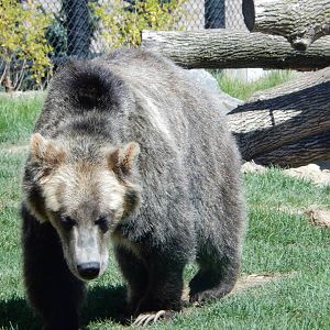 7/31/2015 - Grizzly Bear