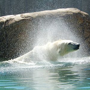 7/31/2015 - Shake It Off!