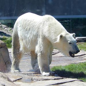 7/31/2015 - Polar Bear