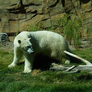7/31/2015 - Polar Bear