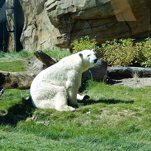 7/31/2015 - Polar Bear