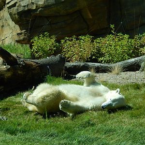 7/31/2015 - Polar Bear