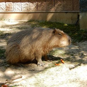 7/31/2015 - Capybara