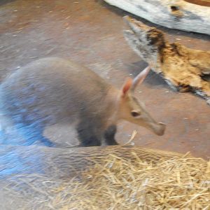 7/31/2015 - Aardvark