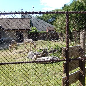 7/31/2015 - Somali Wild Ass Exhibit