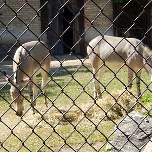 7/31/2015 - Somali Wild Asses