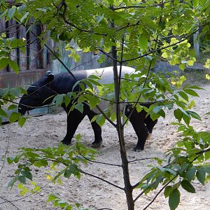 7/31/2015 - Malayan Tapir