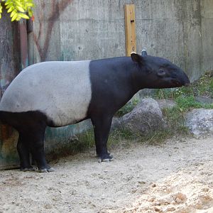 7/31/2015 - Malayan Tapir