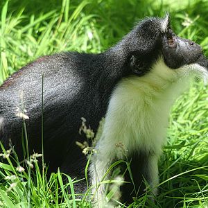 Diana Monkey