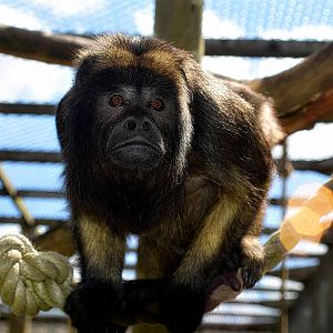Black-and-gold howler monkey