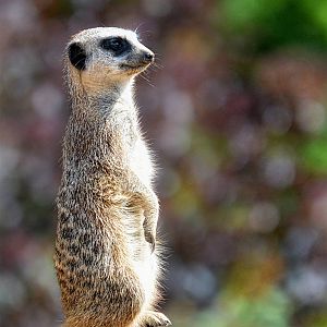 Meerkat