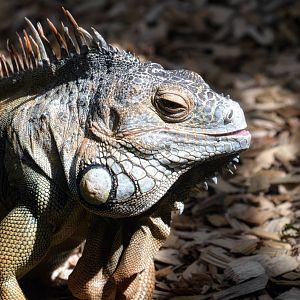 Green Iguana