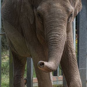 asian elephant