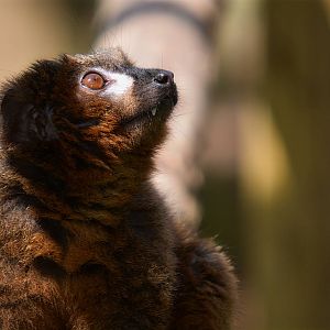 Red Bellied Lemur