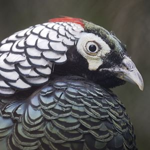 Lady Amhersts pheasant
