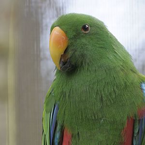 Eclectus parrot male
