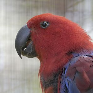 Eclectus parrot female