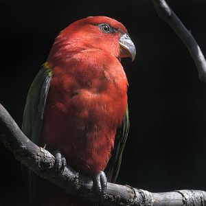 Yellow-backed chattering lory