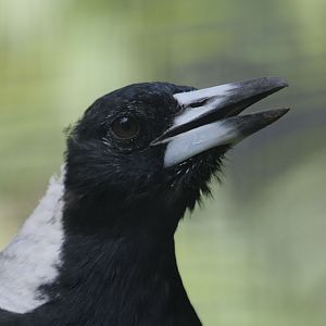Australian magpie