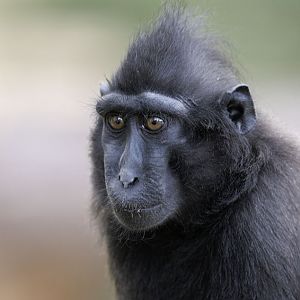 Crested macaque