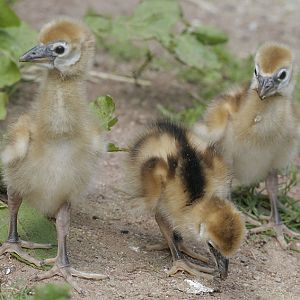 Black-necked crowned crane chicks