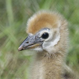 Black-necked crowned crane chick