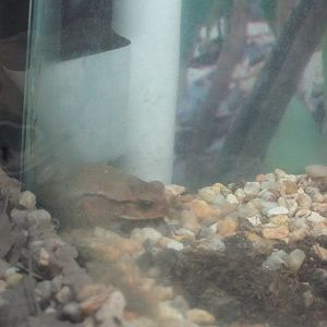 large crested toad incilius cristatus africam safari