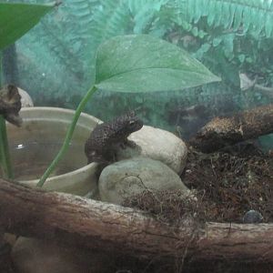 thorny spikethumb frog plectrohyla acanthodes africam safari